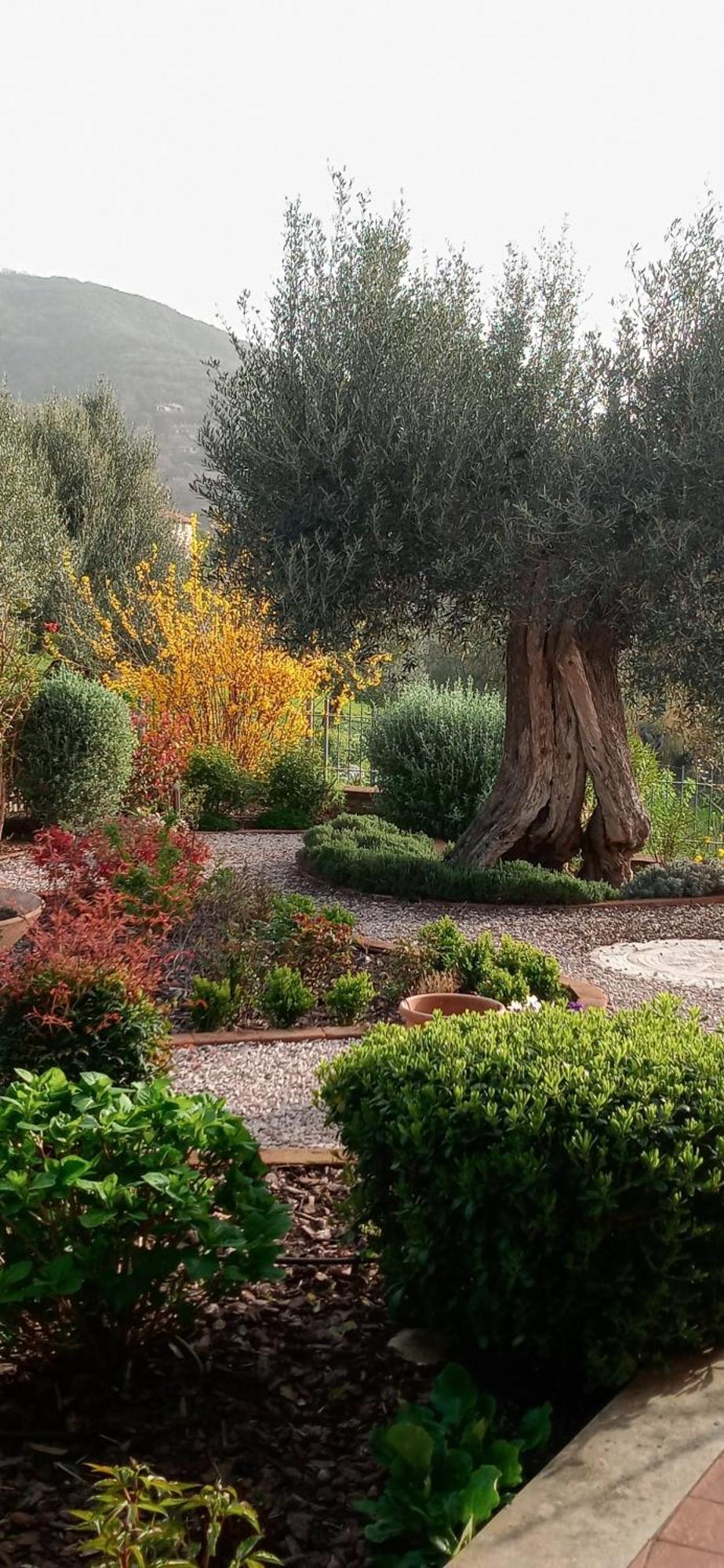 Olivo Bonsai Ξενοδοχείο Passignano sul Trasimeno Εξωτερικό φωτογραφία
